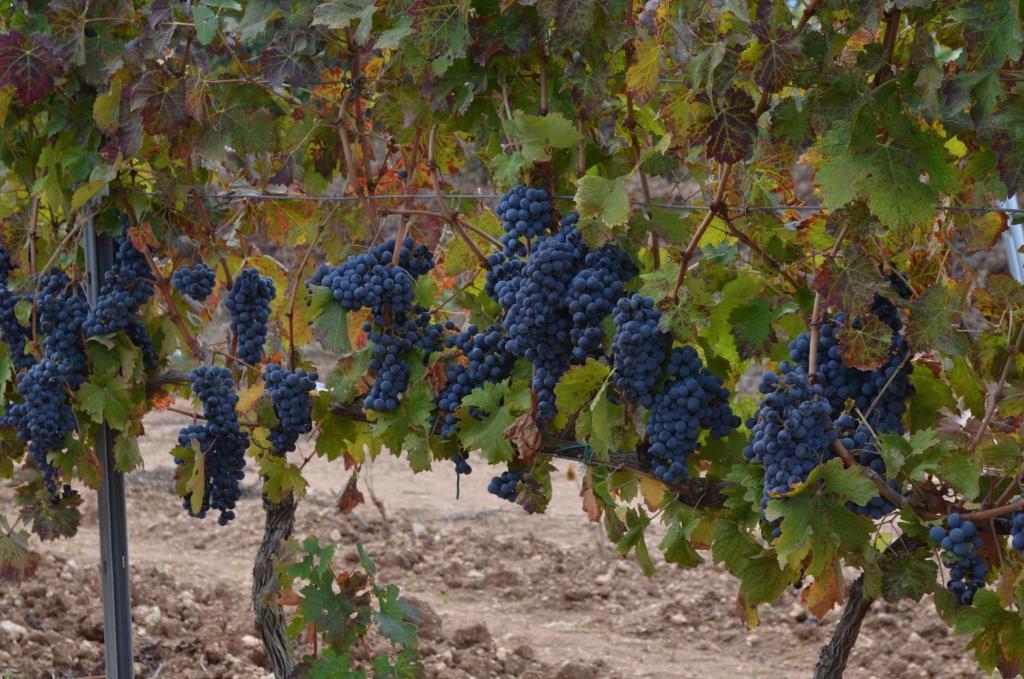 Agriturismo Il Melograno Риола Сардо Екстериор снимка